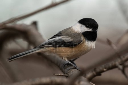A black-capped chickadee on a branch, Poecile atricapillus