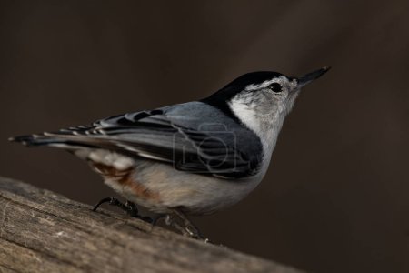 A white-breasted nuthatch on a fence, Sitta carolinensis