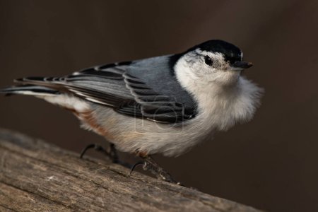 A white-breasted nuthatch on a fence, Sitta carolinensis