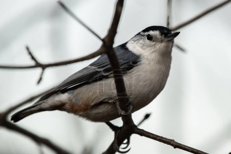 A white-breasted nuthatch on a branch, Sitta carolinensis