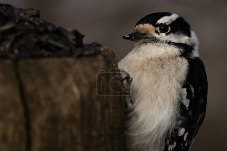 A downy woodpecker feeding on black sunflower seeds, Picoides pubescens