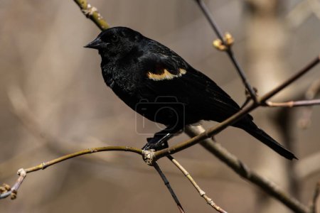 A red-winged blackbird perched on a branch, Agelaius phoeniceus
