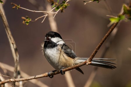 A black-capped chickadee, singing it's song Poecile atricapillus