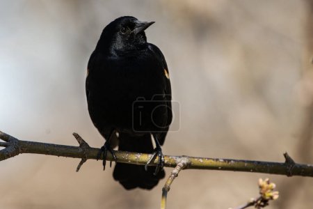 A red-winged blackbird perched on a branch, Agelaius phoeniceus