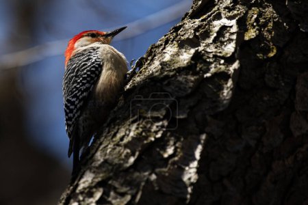 Red-bellied Woodpecker foraging for food,  Melanerpes carolinus