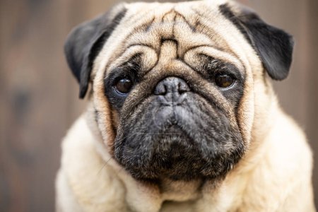 Photo for A close-up portrait of a beige pug. High quality photo - Royalty Free Image
