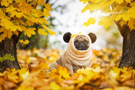 Photo for Beige pug in a hat with pom-poms surrounded by yellow autumn leaves . High quality photo - Royalty Free Image