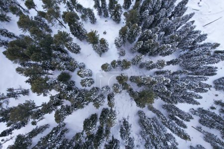 Vista aérea de arriba hacia abajo del bosque de pinos cubiertos de nieve en las montañas del Himalaya durante el invierno, Malam Jabba Swat Khyber Pakhtunkhwa Pakistán