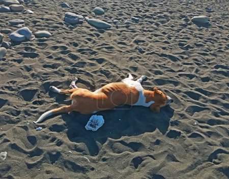 red and white dog lies on the sandy beach