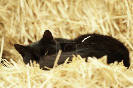 Photo for A black cat sleeps on golden straw. the cat curled up in a ball. - Royalty Free Image