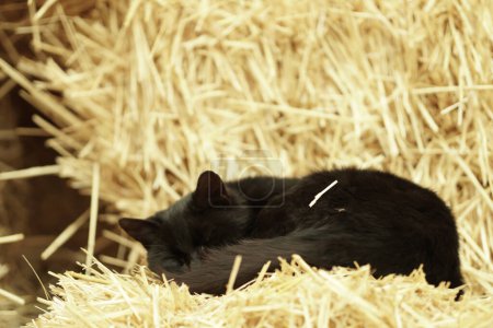 Photo for A black cat sleeps on golden straw. the cat curled up in a ball and slyly peeps. - Royalty Free Image
