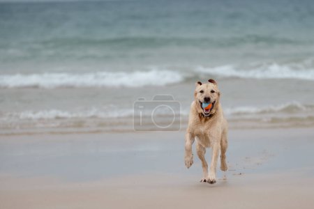 Golden Labrador Retriever retrieving ball running towards camera on a beach. Happy doggy on a dog walk.