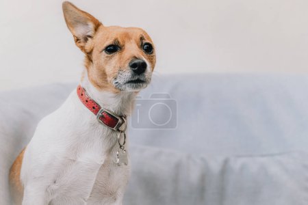 Cute Jack Russell Terrier dog portrait by pet photographer
