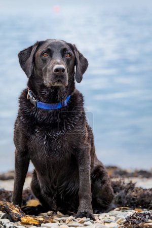 Porträt eines schwarzen Labrador Retrievers am Kiesstrand. Glückliche Hündin auf Hundeausflug.