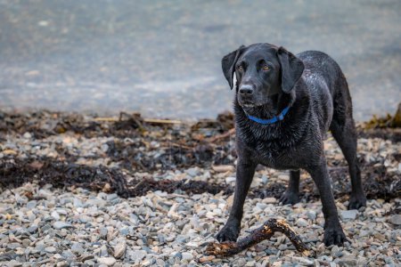 Portrait of black Labrador Retriever on the pebble beach. Happy doggy on dog walk.