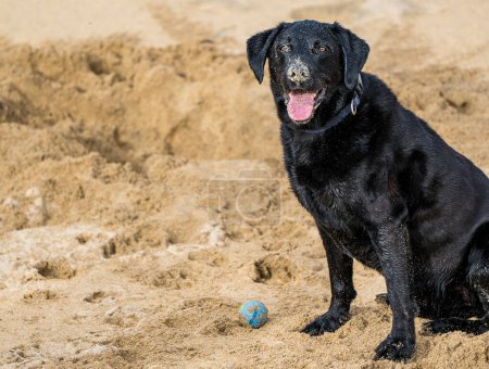 Foto de Retrato de Labrador Retriever negro en la playa de guijarros. Feliz perrito en paseo del perro. - Imagen libre de derechos