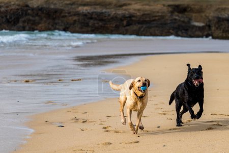Labrador Retriever dogs running and playing fetch on Scottish beach. Black and yellow lab retrieving ball at seaside