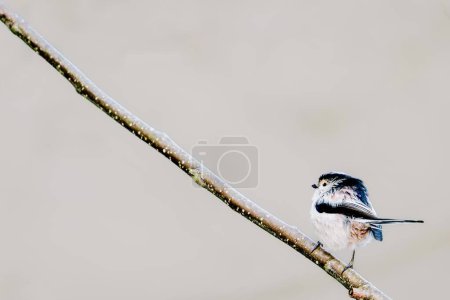 Long tailed tit Aegithalos Caudatus bird sitting on tree branch in winter, Shipley, West Yorkshire, UK.