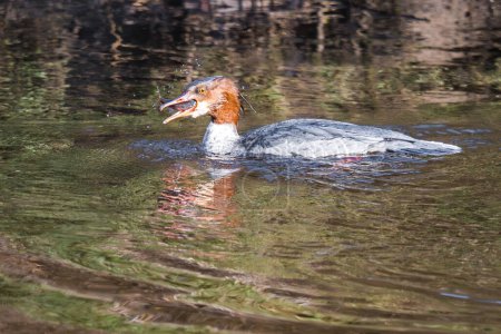 Mujer ganso común, Mergus merganser, pesca en el río Aire, West Yorkshire. Pato con pescado en pico o boca con motas de agua en el aire.