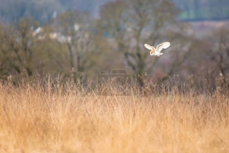 Schleiereule, Tyto alba, schwebt auf der Jagd nach langen Graswiesen. Vogelflug auf Baildon Moor, West Yorkshire, Großbritannien. 