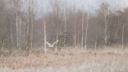 Barn Owl, tyto alba, hovering over long grass meadow hunting. Bird flying on Baildon Moor, West Yorkshire, UK. 