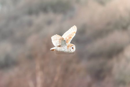 Schleiereule, tyto alba, fliegt vor einem Waldstück in Baildon Moor, West Yorkshire, Großbritannien. Weibliche Vogeljagd.