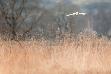 Hibou des clochers, tyto alba, planant au-dessus de la chasse aux prairies à herbes longues. Oiseau volant sur Baildon Moor, West Yorkshire, Royaume-Uni. 
