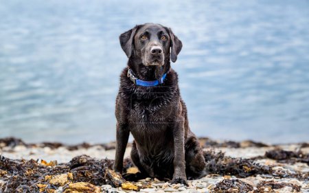 Portrait of pedigree black Labrador retriever on the beach. Active purebred dog with blue collar and sea background.