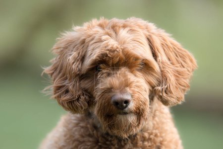 Photo for Happy cockerpoo puppy portrait. Golden brown fluffy hypoallergenic cockapoodle dog. - Royalty Free Image