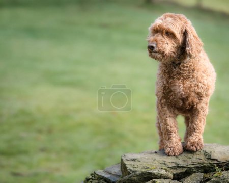 Photo for Happy cockerpoo puppy portrait. Golden brown fluffy hypoallergenic cockapoodle dog. - Royalty Free Image