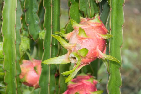 Photo for Dragon Fruit on the tree after rain in garden - Royalty Free Image