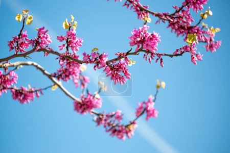 Blühender Zweig eines Judasbaumes heller purpurner Farbe auf tiefblauem Hintergrund des Himmels