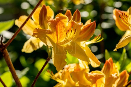 Fleur orange de rhododendron Flamme dorée dans le jardin botanique Fribourg