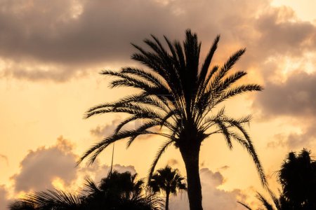 Téléchargez les photos : Palmier en silhouette contre ciel orange au coucher du soleil - Concept d'îles menacées par le changement climatique - en image libre de droit