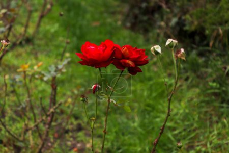 Téléchargez les photos : Rose rouge trouvée dans le Jardin botanique de Cluj Napoca, Roumanie - en image libre de droit