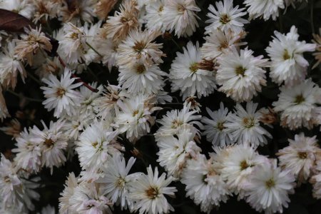 Téléchargez les photos : Bouquets de chrysanthèmes de différentes couleurs capturés dans un jardin local à la fin de l'automne - en image libre de droit