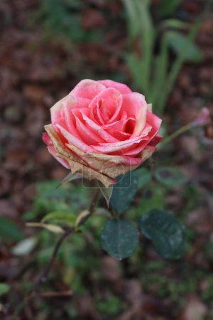 Téléchargez les photos : Rose rose capturée un jour de pluie dans un jardin local - en image libre de droit