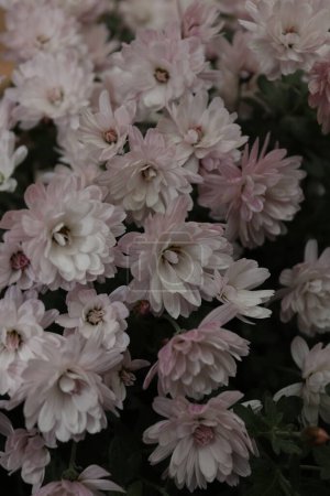 Téléchargez les photos : Bouquet de chrysanthèmes situé dans un jardin local à la fin de l'automne, début de l'hiver - en image libre de droit
