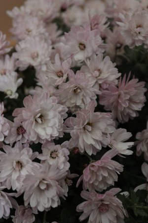 Téléchargez les photos : Bouquet de chrysanthèmes situé dans un jardin local à la fin de l'automne, début de l'hiver - en image libre de droit