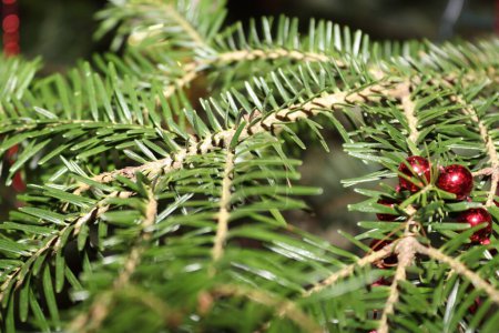 Téléchargez les photos : Décorations de Noël trouvées dans un arbre naturel, offrant une couleur et un impact visuel spécial - en image libre de droit