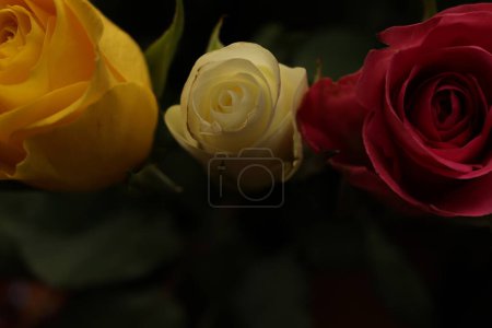 Téléchargez les photos : Un regard de plus près sur un fil d'une rose à l'intérieur d'une maison locale.Cette image montre en détail quelques modèles spécifiques - en image libre de droit