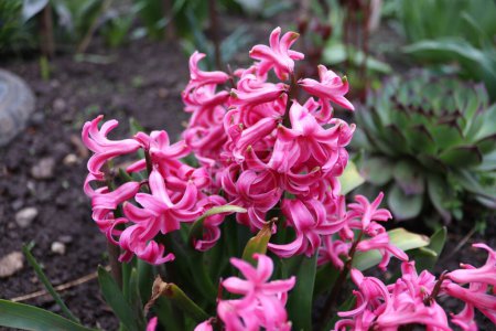 Téléchargez les photos : Un bouquet de jacinthe rose dans le jardin d'un homme local - en image libre de droit