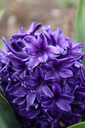Téléchargez les photos : Un bouquet de jacinthes bleues dans le jardin d'un homme local - en image libre de droit