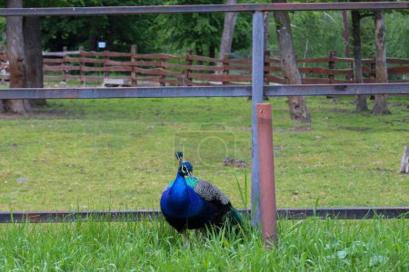 Téléchargez les photos : Oiseau paon dans un environnement local situé à Targul Mures. - en image libre de droit