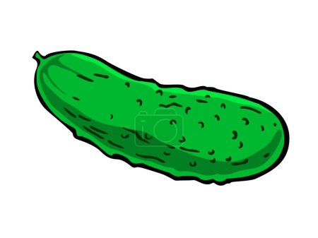 Illustration for Fresh whole cucumber. Raw green vegetable. Healthy vegetarian food. Autumn harvest. Flat cartoon style vector veggie illustration isolated on white background. - Royalty Free Image