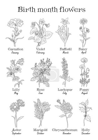 Illustration for Set of flower line art vector illustrations. Carnation, daffodil, larkspur, rose, aster, lilies, peony, chrysanthemum hand drawn black ink illustrations. Birth month flowers for jewelry, tattoo, logo - Royalty Free Image
