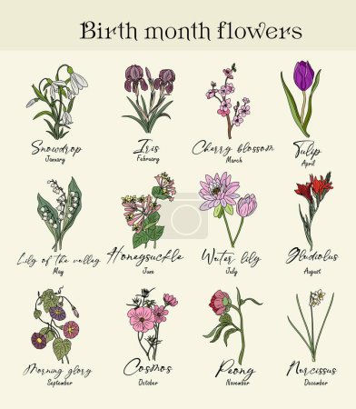 Illustration for Botanical set of floral plants. Gorgeous snowdrop, iris, cherry blossom, honeysuckle, peony, cosmos, tulip, lily, narcissus flowers isolated. Colorful vector art illustration, birth month flower - Royalty Free Image