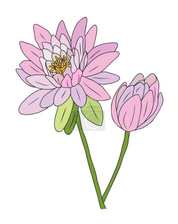 Illustration for Gorgeous Water Lily flower Colorful vector illustration isolated on white background. July birth month flower. Sakura design for wall art, poster, greeting cards, invitations, tattoo, logo, packaging - Royalty Free Image