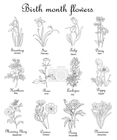 Birth month flowers Set. Line art vector illustrations. Snowdrop, iris, tulip, daisy, larkspur, rose, peony, cosmos, morning glory hand drawn black ink illustrations. Modern design for tattoo, logo