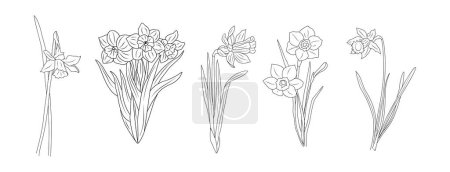 Narcissus December Birth month flower set. Botanical Line art vector illustration. Hand drawn monochrome black ink Sketch. Modern floral minimalist design for wall art, card, tattoo, logo